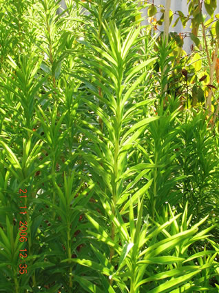 Golden Rod: Details, Properties, Effects